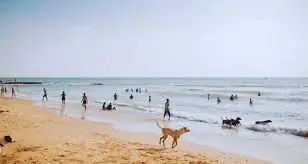 Air Hostess Escorts in Morjim near Morjim Beach in Goa